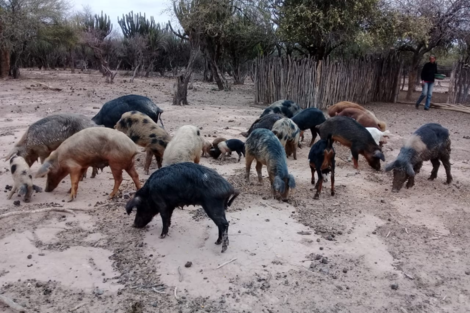 Se perdió un 30% del ganado bovino por la sequía en el Chaco salteño