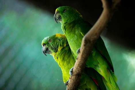 Aislaron a cinco loros en un zoo por "insultar" a los visitantes 