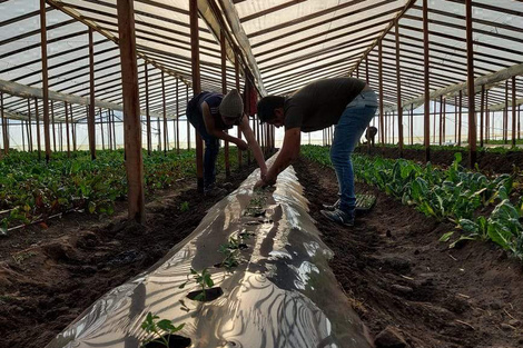 En Daireaux (localidad de 20 mil habitantes de la provincia de Buenos Aires) el estado municipal está creando cooperativas de alimentos, en un proceso que llevó un cambio significativo en la ciudad. 