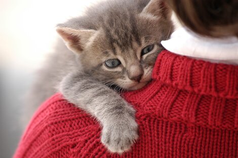 Descubren cómo establecer un mejor vínculo entre las personas y sus gatos