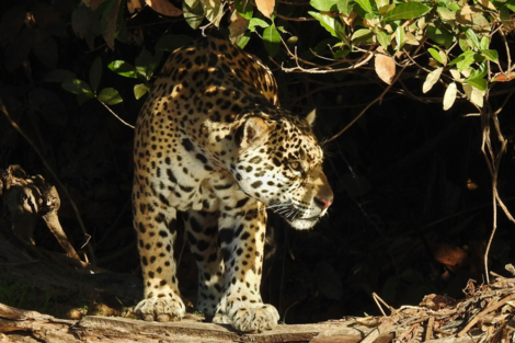 El Ministerio de Ambiente intimó a Mercado Libre para que tome medidas contra la venta de productos de fauna silvestre protegida