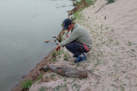 Para la provincia la mortandad de peces sería por falta de agua y el calor