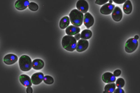 Descubren cómo se protege a las células del envejecimiento prematuro