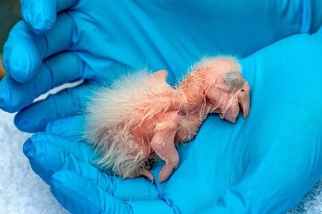 Después de 150 años, nacieron tres guacamayos rojos en los Esteros del Iberá