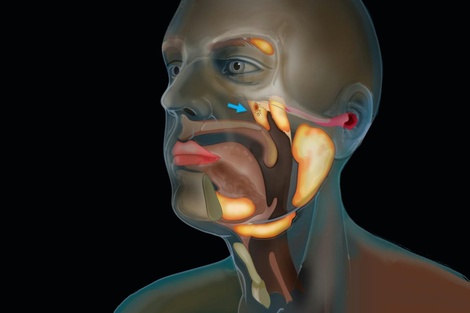 Investigadores descubrieron un nuevo órgano en la garganta 