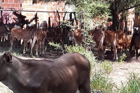 Campesinos afirman que policías los golpearon y les secuestraron animales 