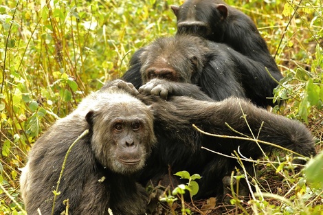 Los chimpancés tienen pocos amigos pero buenos cuando envejecen