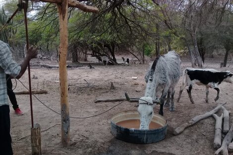 Los animales mueren de hambre y no llegan las lluvias ni la ayuda