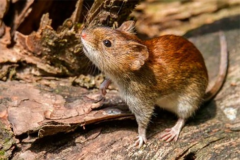 Una mujer murió por hantavirus en Lago Puelo