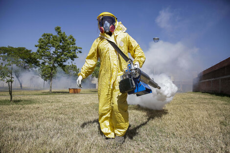 Las provincias retoman las acciones para combatir al mosquito transmisor