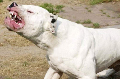 Una niña fue atacada por un dogo argentino en Ensenada y murió.