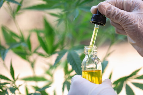 Cannabis medicinal: las claves del decreto