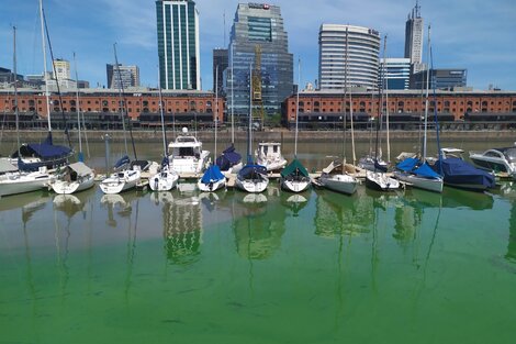 Sorpresa en el Delta y Puerto Madero: el agua amaneció de color verde