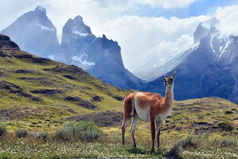 El INTI, los guanacos y la familia Benetton: insólitos gastos por más de 10 millones de pesos en el gobierno de Mauricio Macri