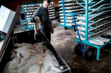 Renunció el ministro de Agricultura danés por el sacrificio de toda la población de visones 