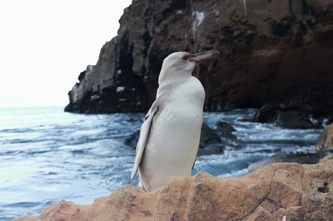 Descubrieron un extraño pingüino blanco en las islas Galápagos