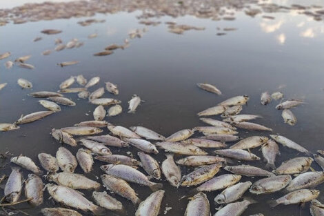 Aparecieron miles de peces muertos en el río Salado