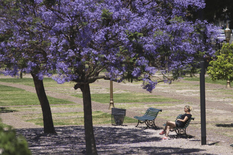 Clima en Buenos Aires: el pronóstico del tiempo para este jueves 10 de diciembre