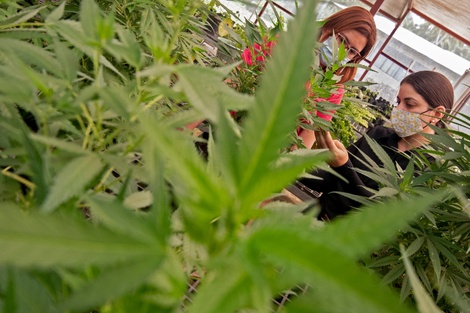 Diversos pacientes usan la marihuana para reducir las náuseas y tratar el dolor crónico.