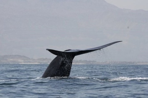 Prometedor hallazgo: encontraron una nueva población de ballena azul 