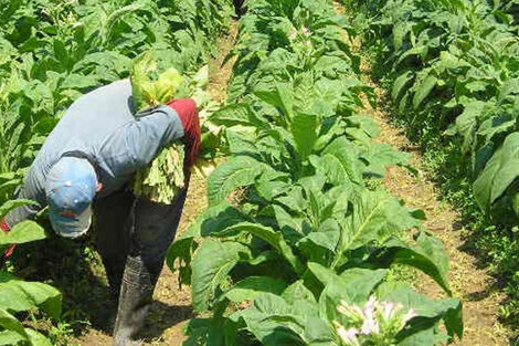 Las altas temperaturas y falta de lluvias afectan al agro salteño