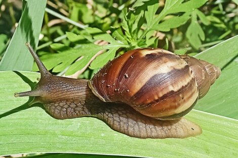 En Misiones detectaron la presencia de caracoles africanos gigantes y son peligrosos.