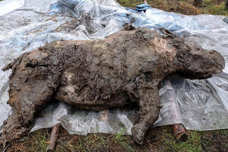 Rusia: encontraron restos de un rinoceronte lanudo que vivió hace unos veinte mil años