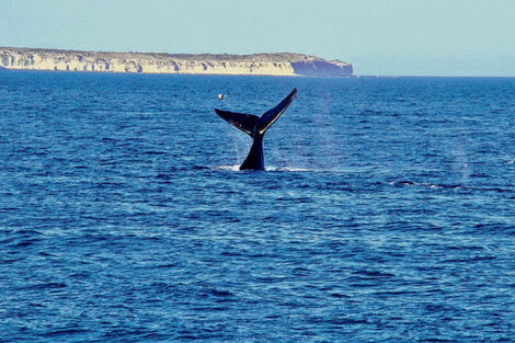 El bombardeo acústico en el Mar Argentino