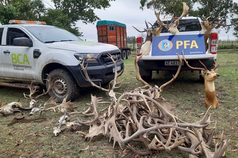 Allanaron un campo en Balcarce que tenía un zoológico ilegal con más de 300 animales