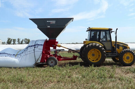 Precios en alza. Los grandes productores especulan con el grano, a costa de desabastecer a la industria.