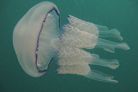 Lychnorhiza lucerna, la especie de medusa de los mares argentinos.