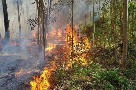 Incendios forestales: reportaron focos activos en Entre Ríos y Río Negro