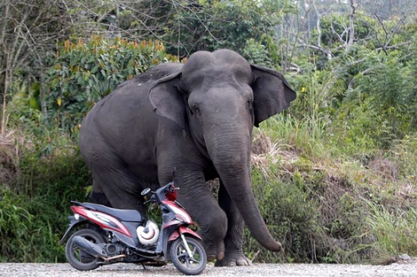 Un elefante salvaje mató a un turista que acampaba en Tailandia