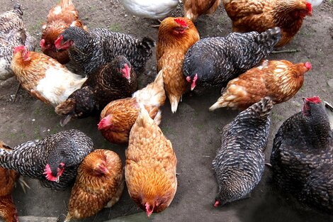 Gripe Aviar: Corea del Sur sacrificó a 18 millones de aves