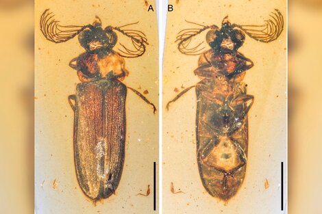 Publican un estudio de un escarabajo luminoso que estuvo dentro de un ámbar 100 millones de años
