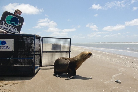 Los animales marinos pasan hambre