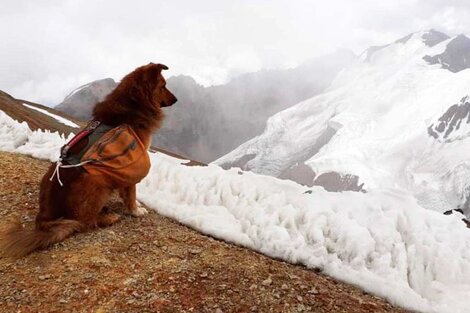 Oro, el perro montañista que trepó al Aconcagua