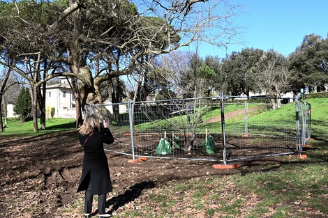 El plátano, recién plantado en el parque romano. 