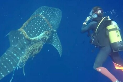 Dos buceadores liberaron a un tiburón ballena que se había quedado atrapado en una cuerda
