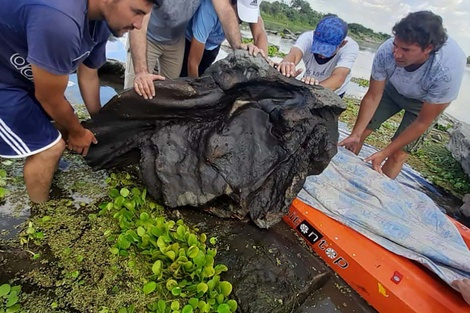 En Santiago del Estero un grupo de vecinos halló fósiles de un gliptodonte