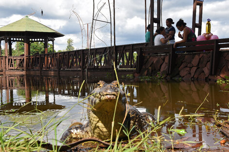 Yacarés paseando en shoppings, la rara postal que dejó una inundación en Paraguay 