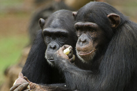 Una bacteria asociada a humanos produciría la muerte de chimpancés