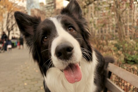 En Seúl testearán a perros y gatos por coronavirus