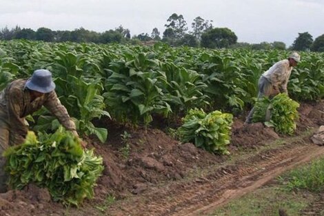 Comienza la negociación del precio del tabaco en el NOA