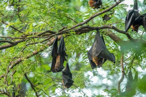 Hallaron en Tailandia un nuevo tipo de coronavirus en murciélagos