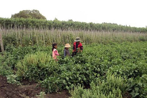 Trabajo infantil: la OIT advierte que puede aumentar por la pandemia