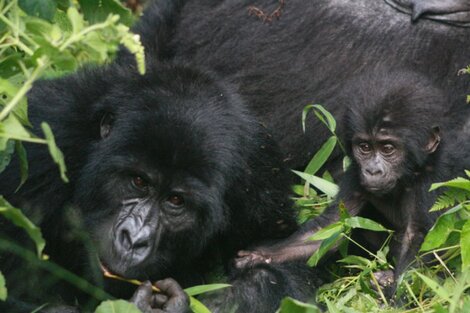 Los animales también recurren al distanciamiento social para protegerse de las enfermedades