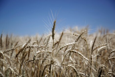 Ambientalistas, académicos e indígenas presentaron un amparo contra el cultivo del trigo transgénico