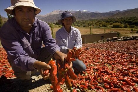 El 81% de la explotación agropecuaria del NOA es de la agricultura familiar 