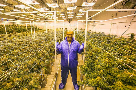 Mike Tyson: De los rings al cultivo de cannabis medicinal